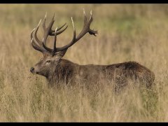 John Bragg-Red Stag-Third.jpg